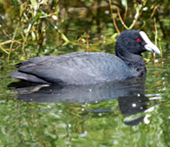 aus coot